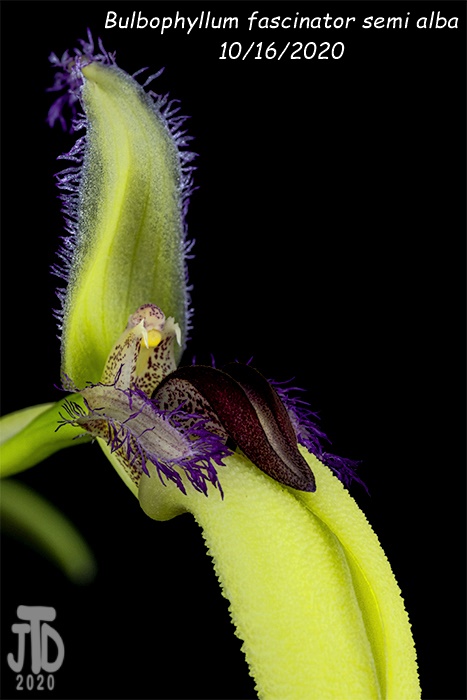 Name:  Bulbophyllum fascinator semi alba1 10162020.jpg
Views: 2015
Size:  94.1 KB