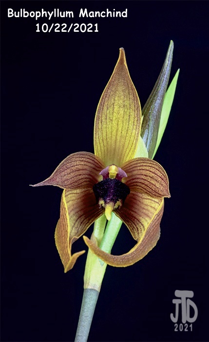 Name:  Bulbophyllum Manchind1 10222021.jpg
Views: 524
Size:  89.1 KB