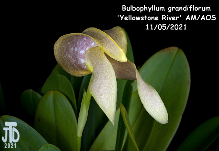 Name:  Bulbophyllum grandiflorum 'Yellowstone River' AMAOS2 11052021.jpg
Views: 343
Size:  92.3 KB