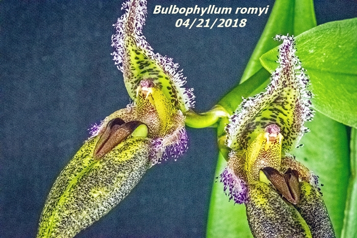 Name:  Bulbophyllum romyi2 100mm 042118.jpg
Views: 273
Size:  378.0 KB
