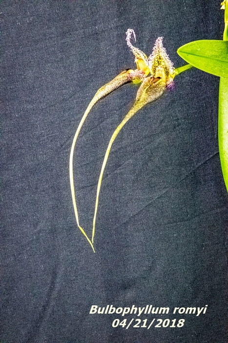 Name:  Bulbophyllum romyi4 300mm 042118.jpg
Views: 208
Size:  376.9 KB