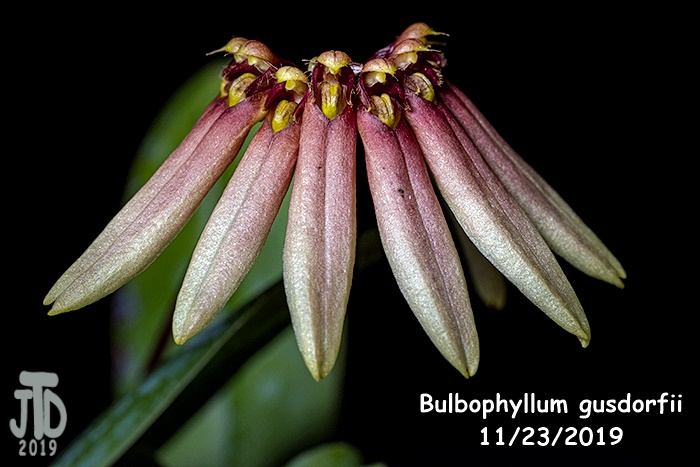 Name:  Bulbophyllum gusdorfii2 11222019.jpg
Views: 602
Size:  115.9 KB