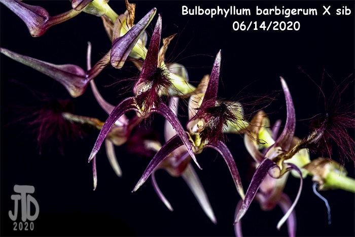 Name:  Bulbophyllum barbigerum X sib3 06142020.jpg
Views: 494
Size:  124.0 KB