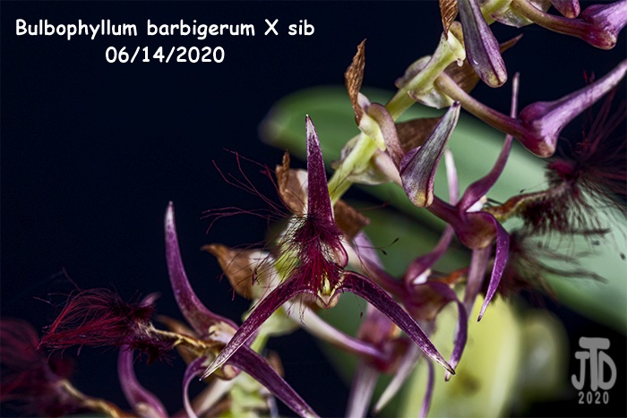 Name:  Bulbophyllum barbigerum X sib2 06142020.jpg
Views: 84
Size:  139.3 KB