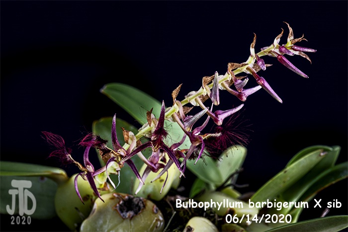Name:  Bulbophyllum barbigerum X sib5 06142020.jpg
Views: 396
Size:  153.6 KB