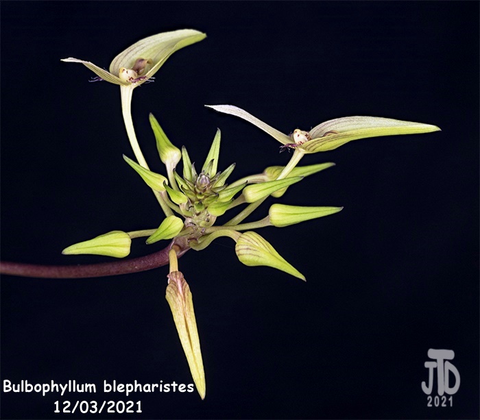 Name:  Bulbophyllum blepharistes2 12032021.jpg
Views: 396
Size:  115.0 KB