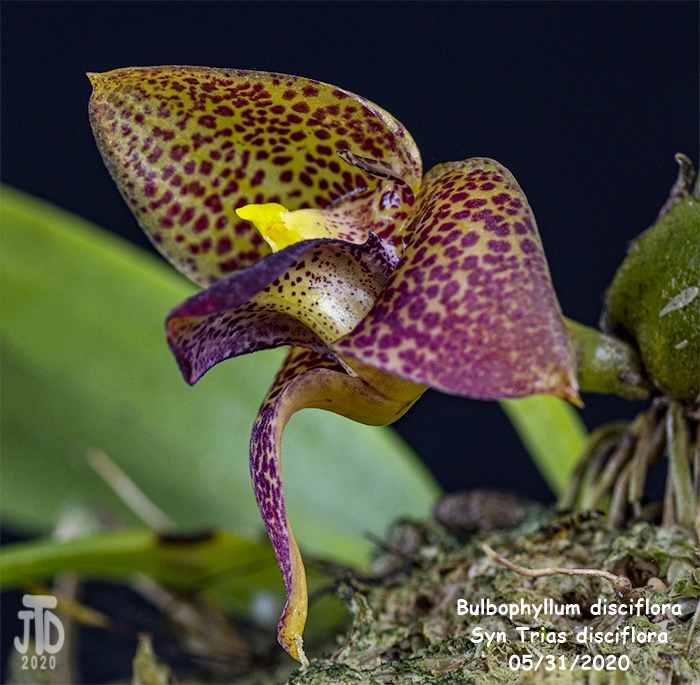 Name:  Bulbophyllum Trias disciflora2 05312020.jpg
Views: 1359
Size:  197.7 KB