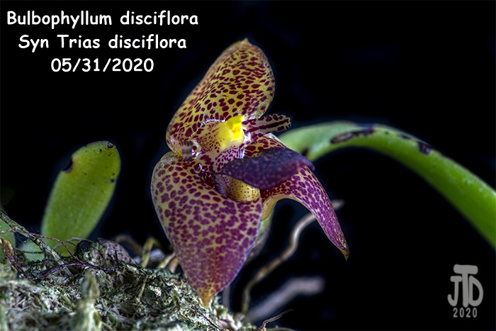 Name:  Bulbophyllum Trias disciflora3 05312020.jpg
Views: 1039
Size:  111.6 KB