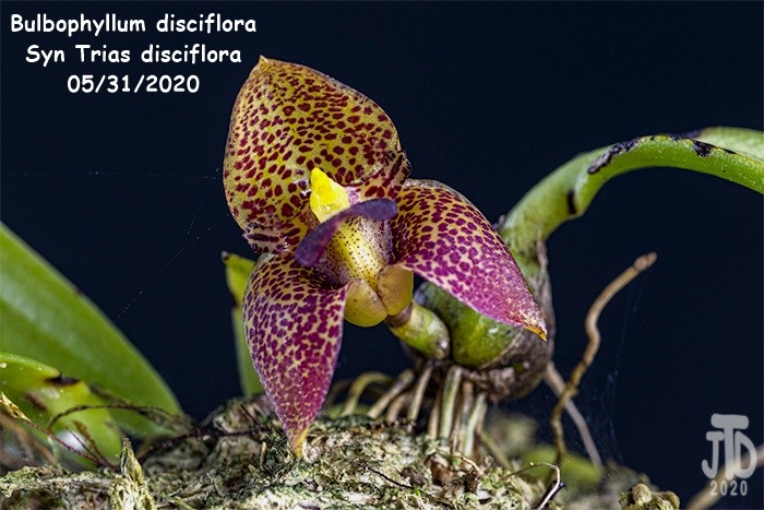 Name:  Bulbophyllum Trias disciflora4 05312020.jpg
Views: 1168
Size:  150.8 KB