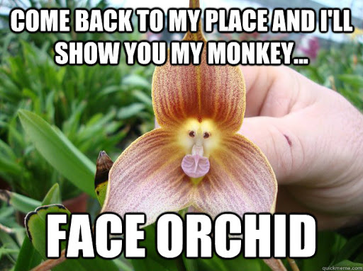 Name:  orchid.jpg
Views: 5246
Size:  67.4 KB