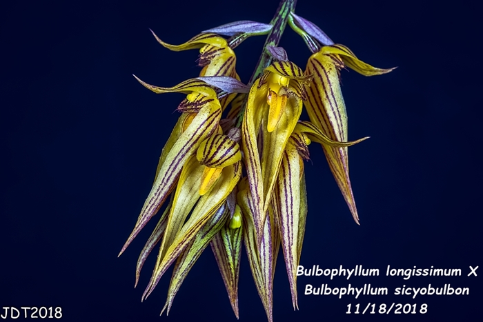 Name:  Bulbophyllum longissimum X Bulb. sicyobulbon3 11182018.jpg
Views: 179
Size:  200.7 KB