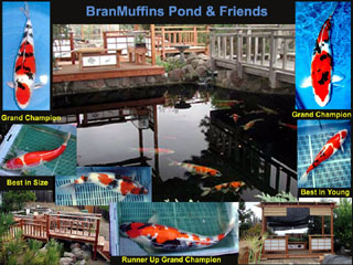 Name:  Fish Pond Collage.jpg
Views: 583
Size:  42.8 KB