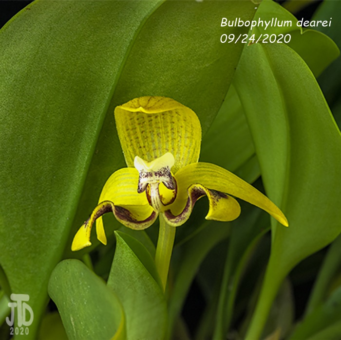 Name:  Bulbophyllum dearei3 09242020.jpg
Views: 1668
Size:  151.4 KB