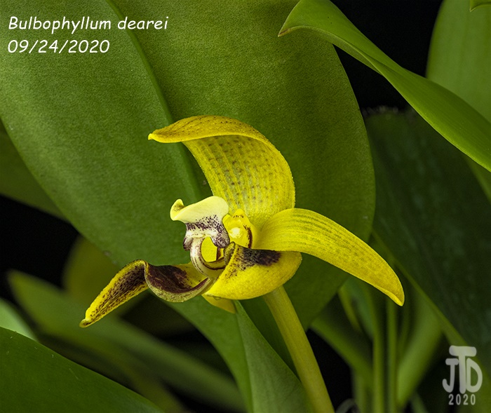 Name:  Bulbophyllum dearei4 09242020.jpg
Views: 1694
Size:  162.5 KB