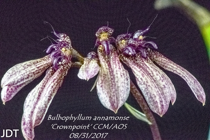 Name:  Bulbophyllum annamonse 'Crownpoint' CCM-AOS 300mm0817.jpg
Views: 123
Size:  350.6 KB