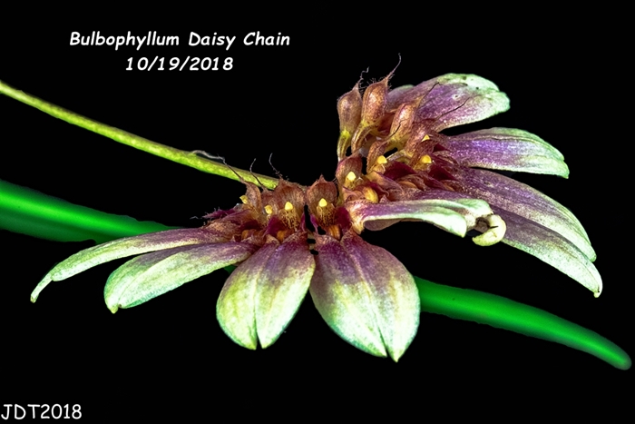 Name:  Bulbophyllum Daisy Chain3 10-17-2018.jpg
Views: 108
Size:  164.6 KB