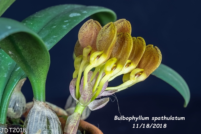 Name:  Bulbophyllum spathulatum3 11172018.jpg
Views: 171
Size:  228.8 KB