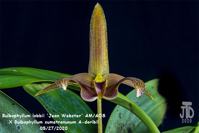 Name:  Bulbophyllum lobbii 'Jean Webster' AMAOS X Bulb. sumatranunum A-doribil4 05282020.jpg
Views: 96
Size:  118.8 KB