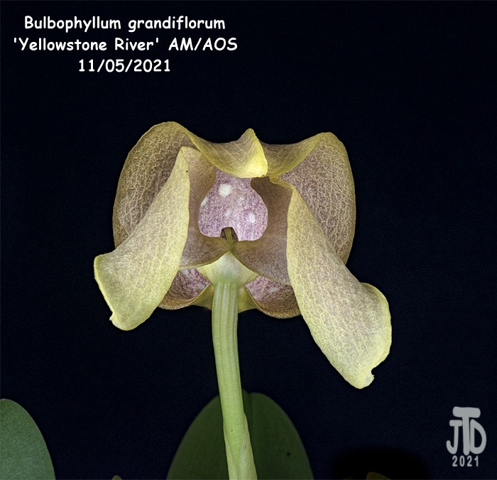 Name:  Bulbophyllum grandiflorum 'Yellowstone River' AMAOS1 11052021.jpg
Views: 66
Size:  174.7 KB