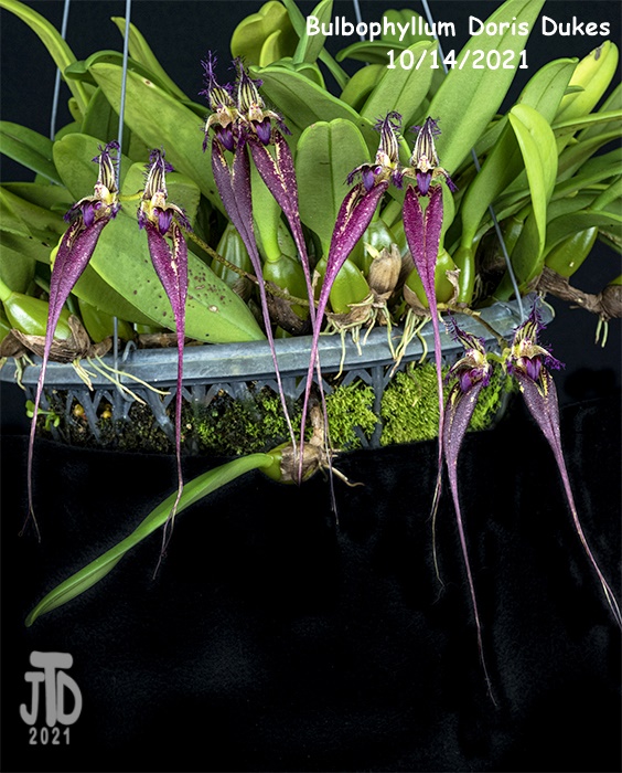 Name:  Bulbophyllum Doris Dukes3 10142021.jpg
Views: 522
Size:  185.8 KB