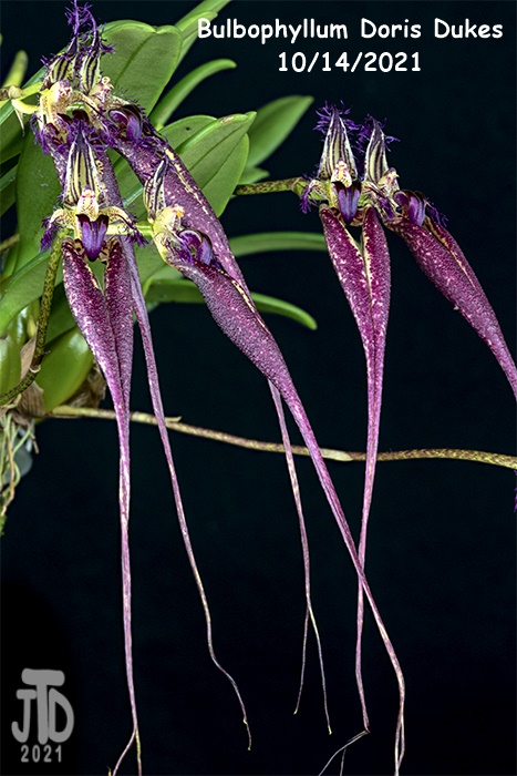 Name:  Bulbophyllum Doris Dukes4 10142021.jpg
Views: 431
Size:  150.4 KB