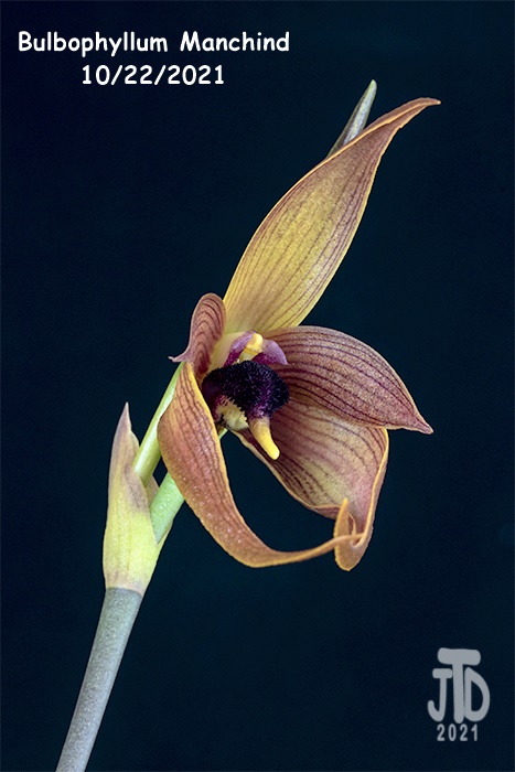 Name:  Bulbophyllum Manchind5 10222021.jpg
Views: 1113
Size:  109.1 KB