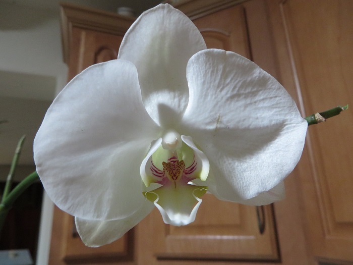 Name:  New Phalaenopsis.jpg
Views: 715
Size:  94.5 KB