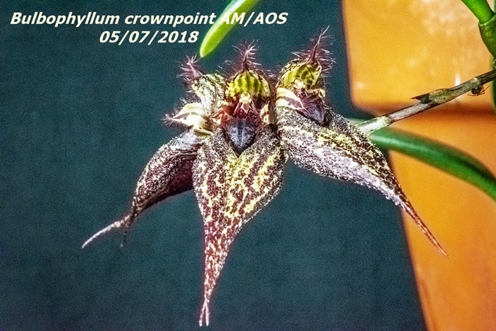 Name:  Bulbophyllum crownpoint AM-AOS1 100mm 050618.jpg
Views: 313
Size:  334.0 KB