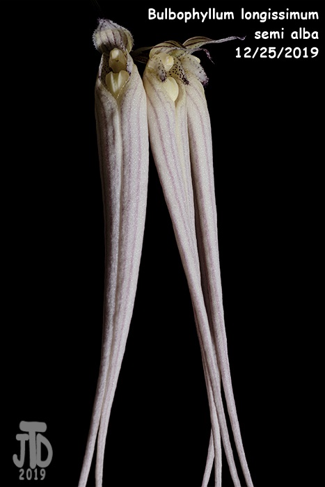 Name:  Bulbophyllum longissimum alba2 12252019.jpg
Views: 529
Size:  74.0 KB
