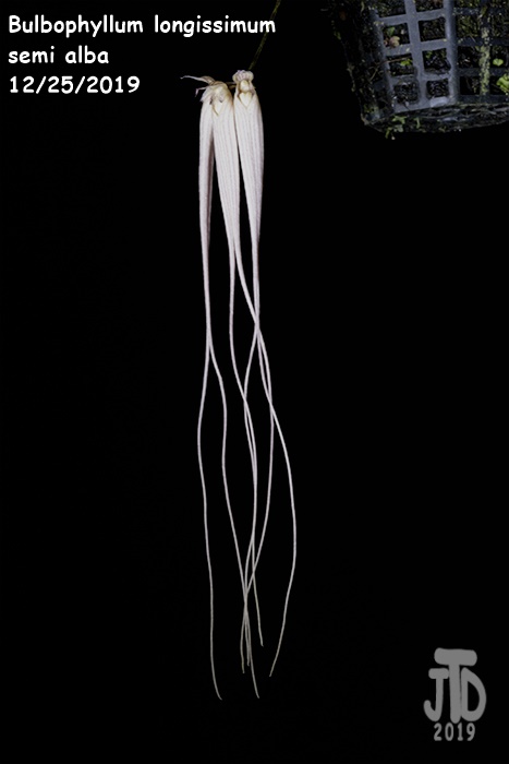 Name:  Bulbophyllum longissimum alba3 12252019.jpg
Views: 273
Size:  59.4 KB