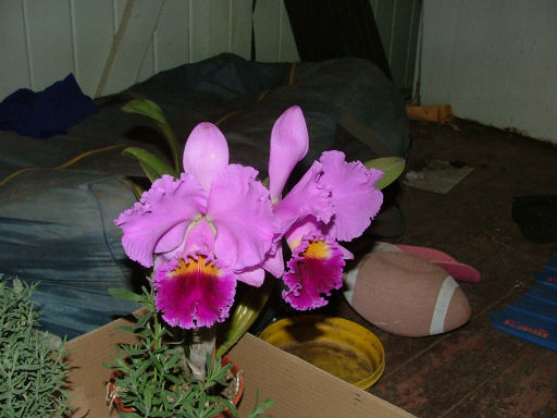 Name:  orchid unknown.jpg
Views: 749
Size:  49.0 KB