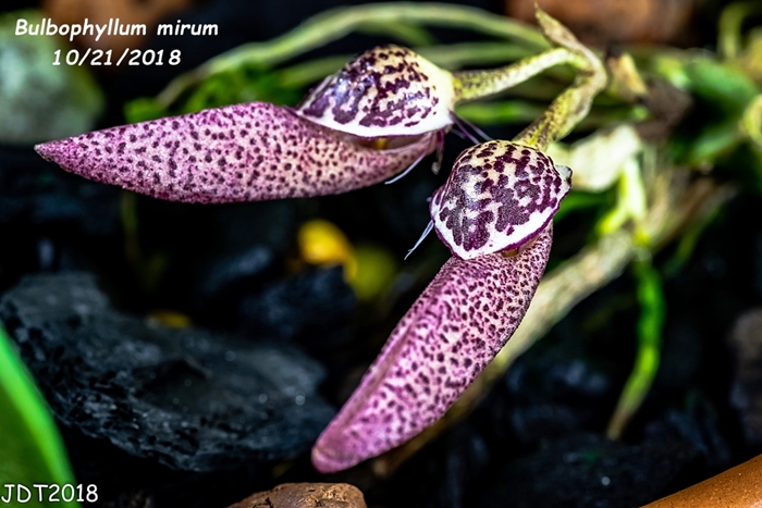 Name:  Bulbophyllum mirum1 10-21-2018.jpg
Views: 2759
Size:  249.5 KB