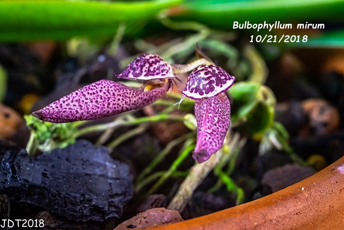 Name:  Bulbophyllum mirum2 10-21-2018.jpg
Views: 998
Size:  271.7 KB