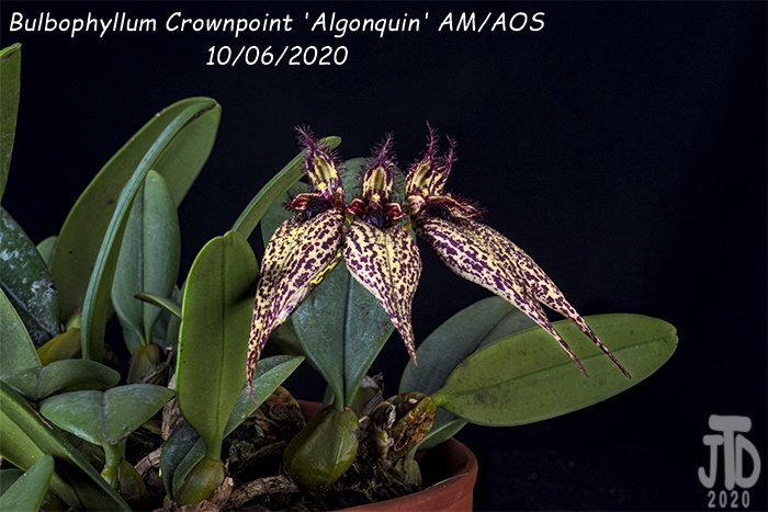Name:  Bulbophyllum Crownpoint 'Algonquin' AM-AOS2 10062020.jpg
Views: 2162
Size:  169.8 KB