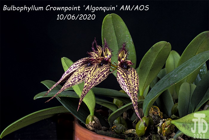 Name:  Bulbophyllum Crownpoint 'Algonquin' AM-AOS4 10062020.jpg
Views: 2182
Size:  170.6 KB