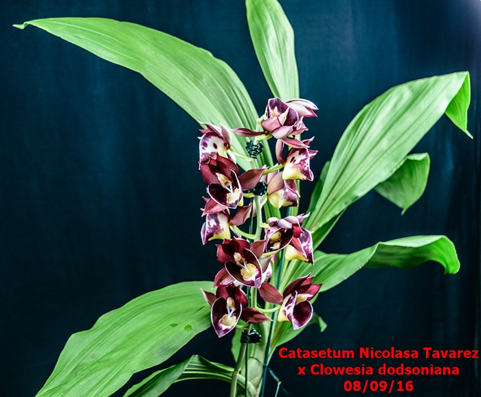Name:  Catasetum Nicolasa Tavarez x Clowesia dodsoniana.jpg
Views: 322
Size:  316.9 KB