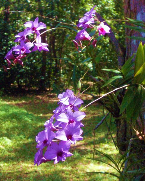 Name:  481px-Cooktown_orchids.jpg
Views: 10323
Size:  105.8 KB