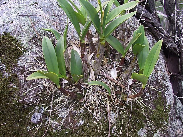 Name:  Dendrobium_speciosum_03_rock lily.jpg
Views: 12843
Size:  139.2 KB