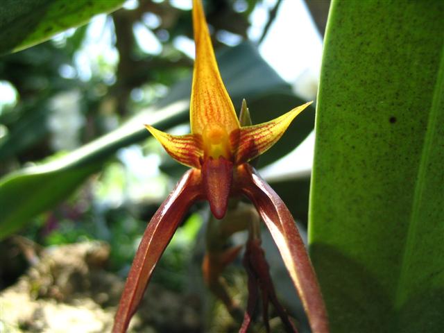 Name:  Bulbophyllum Nymphopolitanum (Small).jpg
Views: 5392
Size:  45.1 KB
