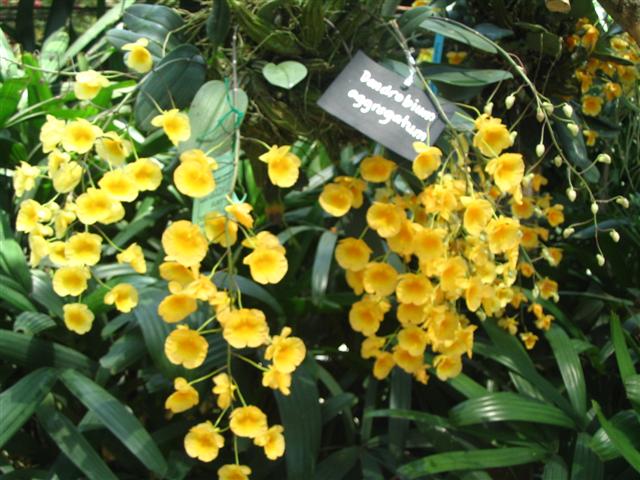 Name:  Dendrobium Agrregatum1 (Small).jpg
Views: 4907
Size:  72.2 KB