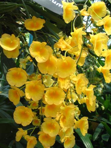 Name:  Dendrobium Agrregatum2 (Small).jpg
Views: 4547
Size:  45.9 KB