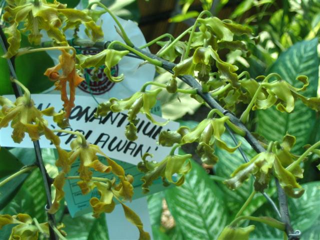 Name:  Dendrobium Conanthum1 (Palawan) (Small).jpg
Views: 5152
Size:  68.9 KB