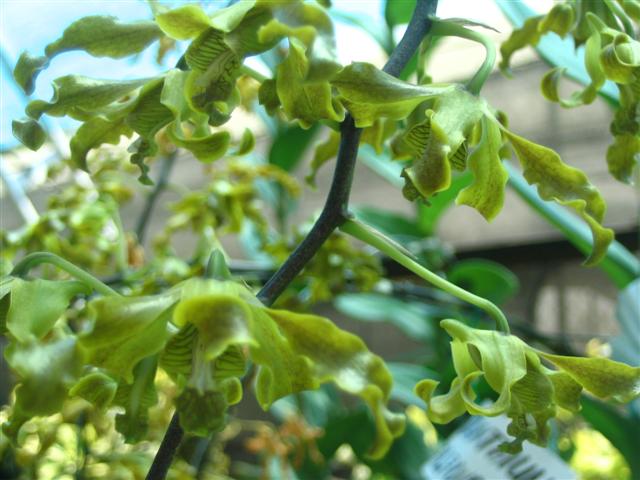 Name:  Dendrobium Conanthum2 (Palawan) (Small).jpg
Views: 4320
Size:  56.5 KB