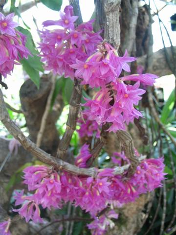 Name:  Dendrobium Goldschmidtianum3 (Small).jpg
Views: 4884
Size:  43.2 KB