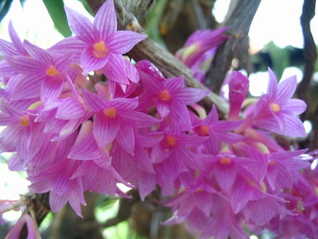 Name:  Dendrobium Goldschmidtianum4 (Small).jpg
Views: 5869
Size:  50.7 KB