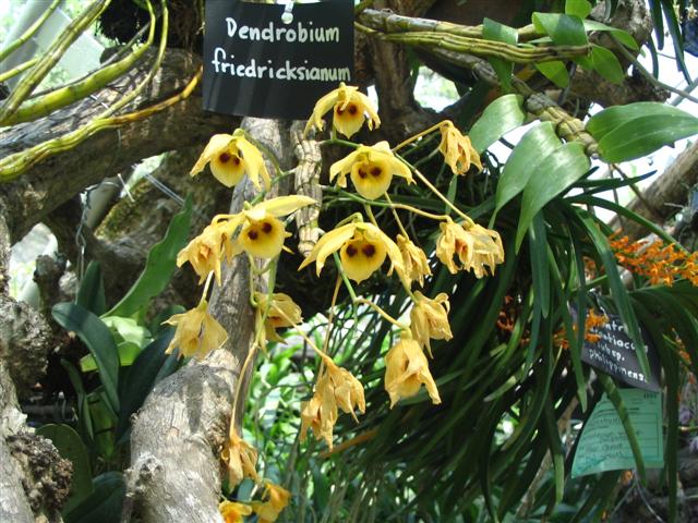 Name:  Dendrobium Friedricksianum1 (Small).jpg
Views: 5126
Size:  84.9 KB