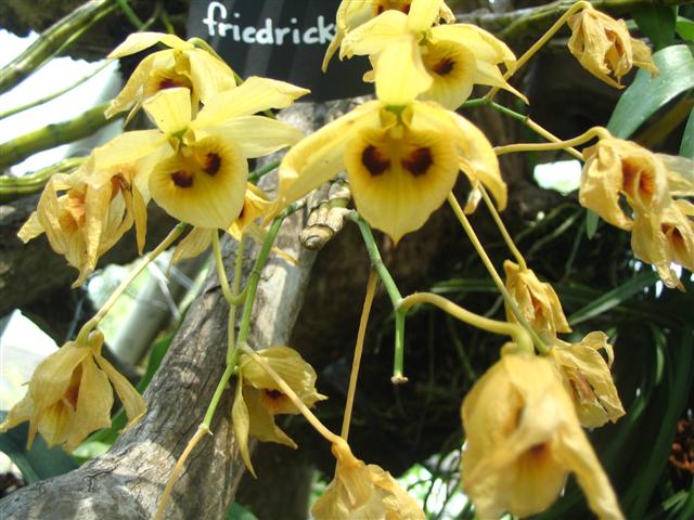 Name:  Dendrobium Friedricksianum2 (Small).jpg
Views: 4048
Size:  67.0 KB
