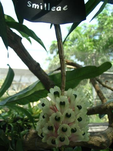 Name:  Dendrobium Smilleae1 (Small).jpg
Views: 4733
Size:  36.9 KB