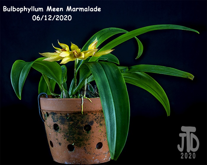 Name:  Bulbophyllum Meen Marmalade1 06122020.jpg
Views: 462
Size:  128.0 KB