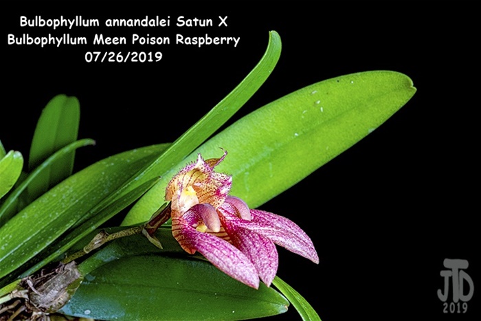 Name:  Bulbophyllum annandalei Satun X Bulbo. Meen Poison Raspberry3 07262019.jpg
Views: 392
Size:  111.3 KB
